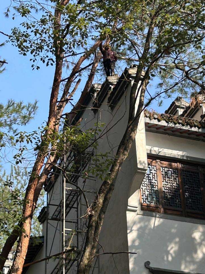排除隱患，國(guó)資公司砍樹解民憂